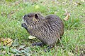 * Nomination Juvenile coypu (Myocastor coypus) in Colmar (Haut-Rhin, France). --Gzen92 08:18, 3 December 2020 (UTC) * Promotion  Support Good quality. --Trougnouf 09:48, 3 December 2020 (UTC)