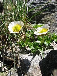 Ranunculus glacialis, one of the white-flowering species
