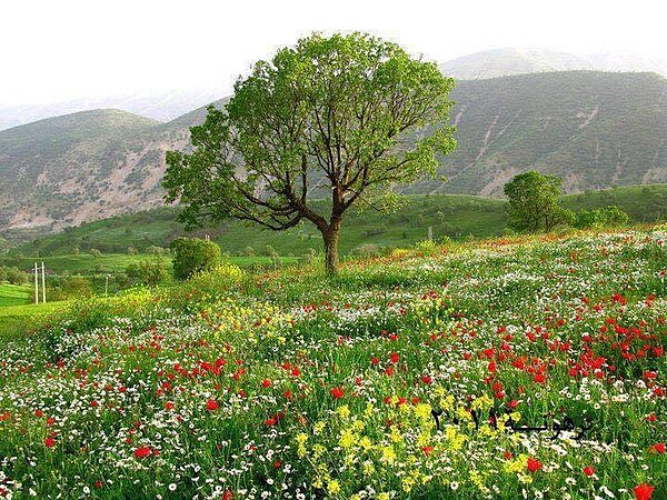 Nature in Ras Elhelal.