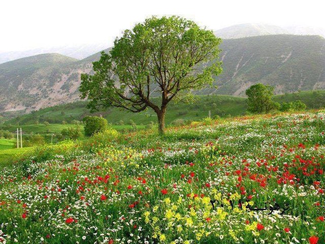 Nature in Ras Elhelal.