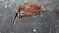 Rat muské mort DeadMuskratWinterzeIceLamiot2.jpg