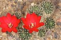 Rebutia spegazziniana