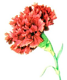 Alliance, which is officially nicknamed the Carnation City, helped make the scarlet carnation the state flower of Ohio. Red Carnation NGM XXXI p507.jpg