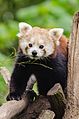 Red Panda (16738586833).jpg
