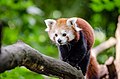 Red Panda (20100595991).jpg