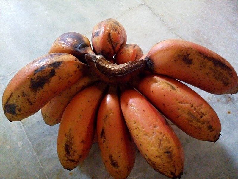 File:Red banana From Tamil Nadu.jpg