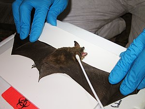 Researchers collect swab samples from a northern long-eared bat with visible symptoms of WNS (8509676777).jpg