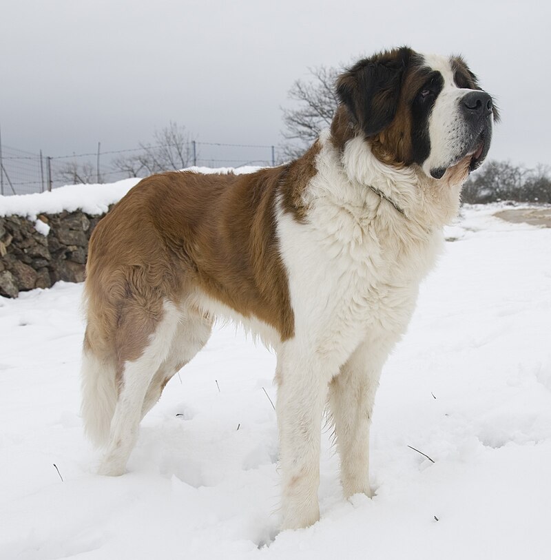 Las razas de perros más grandes San Bernardo dog