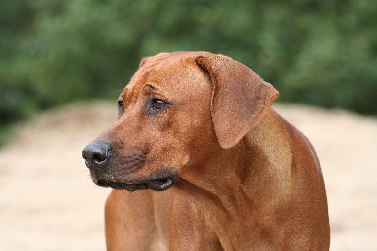 artesian ridgeback