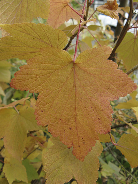 File:Ribes americanum, autumn leaves 1.jpg