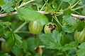 Gooseberry (ribes uva-crispa) - fruit with mildew (sphaerotheca mors uvae)