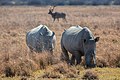 * Nomination White rhinoceros (Ceratotherium simum), Khama Rhino Sanctuary, Botswana --Poco a poco 18:49, 24 January 2019 (UTC) * Promotion  Support Good quality.--Famberhorst 18:56, 24 January 2019 (UTC)