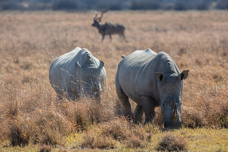 File:Rinocerontes blancos (Ceratotherium simum), Santuario de Rinocerontes Khama, Botsuana, 2018-08-02, DD 04.jpg