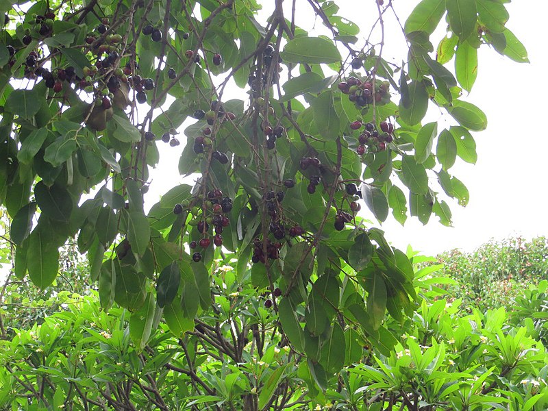 File:Ripe Jamun Fruits.JPG