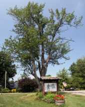 Memorial to a World War I soldier at the corner of Erie Street and Rockfield Road. Rockfield, Indiana memorial tree.png