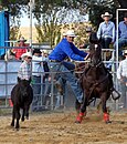 Calf roping