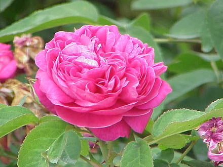 'Rose de Rescht'