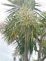 Cordyline australis (Racéna) sur le terre-plein du vieux port de Roscoff 2