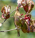 Thumbnail for File:Rose-breasted grosbeak in GWC (25121).jpg