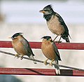 Rosy Starling with two Brahminy Starlings