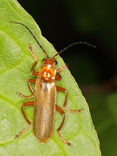 <i>Cantharis rufa</i> Species of beetle