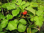 Rubus vernus 3. 
 JPG