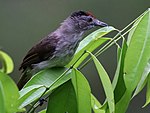 Babbler.jpg تاجدار Rufous .jpg