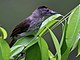 Rufous-crowned Babbler.jpg