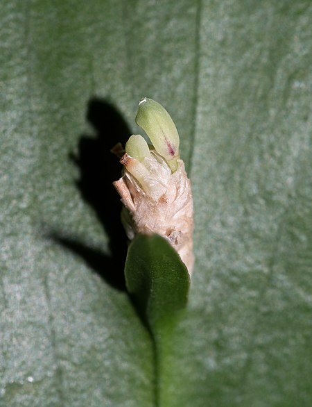 Ruscus hypoglossum at BBG (50878).jpg