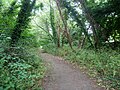 Rutland Shaw woodland near Sidcup.