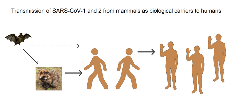 File:SARS-CoV-1 and 2 - mammals as carriers.png