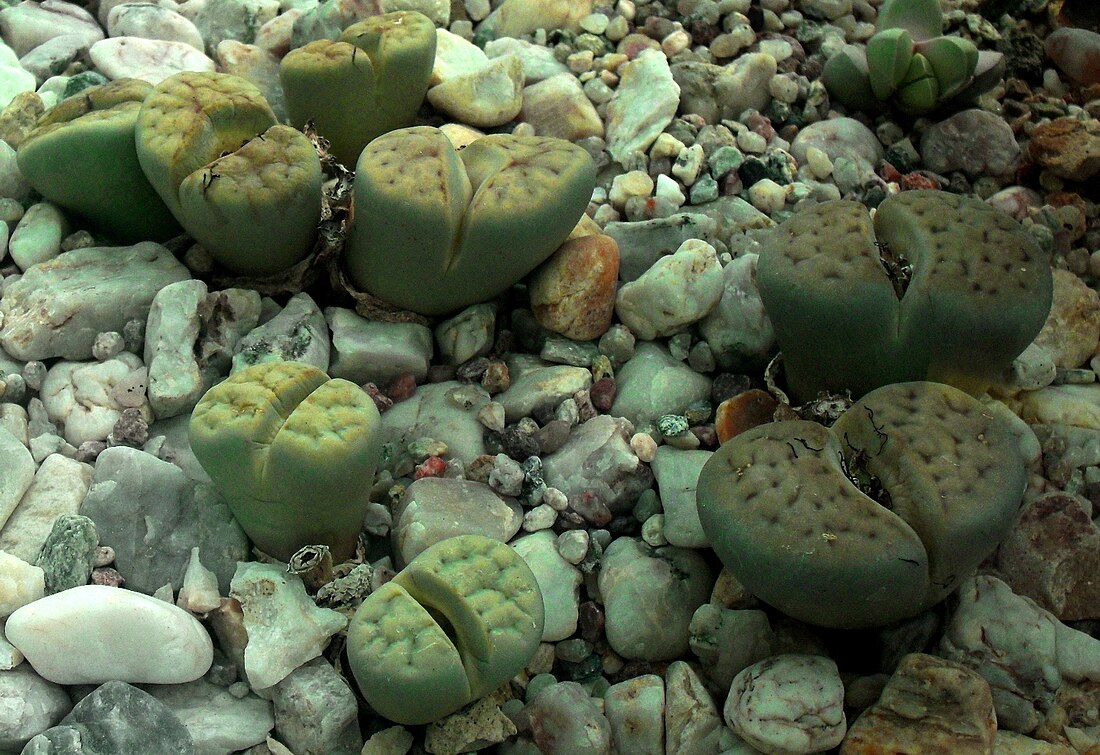 Lithops schwantesii