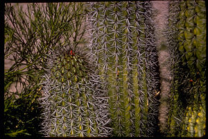 Saguaro National Park SAGU2176.jpg