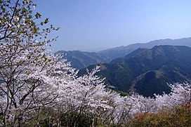 Sakurayama spring.jpg