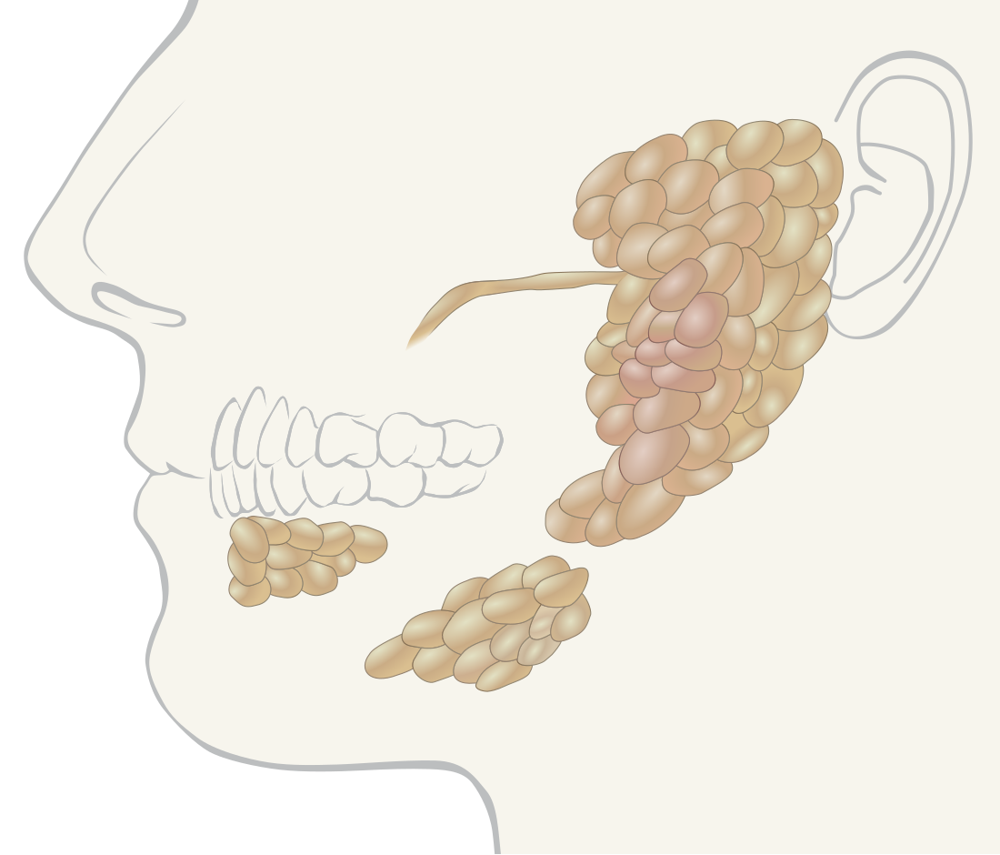 File:Salivary glands.svg