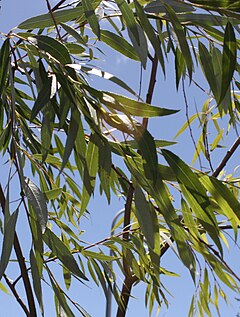 Description de l'image Salix mucronata - Cape Silver Willow - South Africa.jpg.