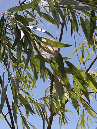 <i>Salix mucronata</i> Species of willow