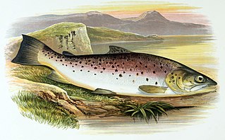 <span class="mw-page-title-main">Ferox trout</span> Species of fish