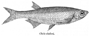 <i>Salmostoma sladoni</i> Species of fish