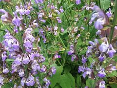 Salvia officinalis