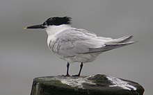 perched.jpg Sandwich Tern