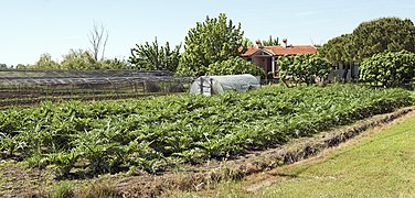 Plantacje karczochów.