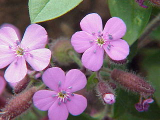 <i>Saponaria</i> Genus of flowering plants