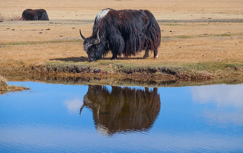 File:Sarlyk Yak.jpg