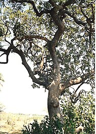 Sausage tree, Botswana.jpg