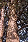 Sawara Falsecypress Chamaecyparis pisifera Tree 2000px.jpg