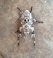 A female giant leopard moth after mating