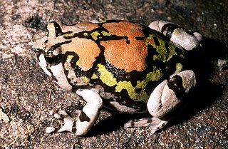 <i>Scaphiophryne</i> Genus of frogs from Madagascar