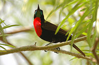 Scarlet-chested sunbird Scarlet chested sunbird.jpg