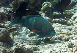 Eclipse parrotfish (Scarus russelii)